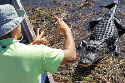 Découvrez la nature sauvage des everglades avec une balade guidée, une heure en airboat et de vraies rencontres avec la faune—navette hôtel et snacks inclus.