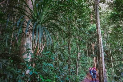 Descubre ornitorrincos al atardecer, recorre senderos de selva milenaria y observa animales nocturnos raros en un tour nocturno en grupo pequeño por atherton tablelands desde cairns con cena y guía 
