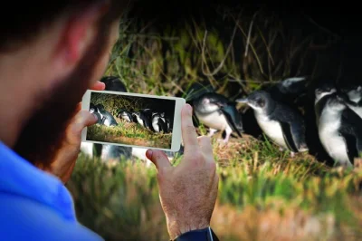 Watch blue penguins return at dusk on the otago peninsula, dunedin. up-close viewing, māori history insights, and guided reserve access. includes entry fees.