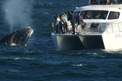 Vivi l’emozione di avvistare le balene a hermanus con una guida esperta, ammirandole da vicino su un comodo catamarano, con snack inclusi. prenota subito il tuo posto.