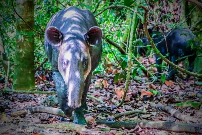 Parti da drake bay con una gita in barca lungo la costa selvaggia del costa rica, esplora i sentieri di sirena nel corcovado con guida, avvista tapiri e scimmie, e gusta un pranzo al ritorno.