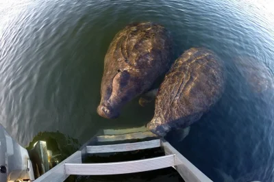 Découvrez crystal river et ses lamantins paisibles—nagez en petit groupe avec un guide local, tout l’équipement inclus, boissons chaudes et vestiaires chauffés.