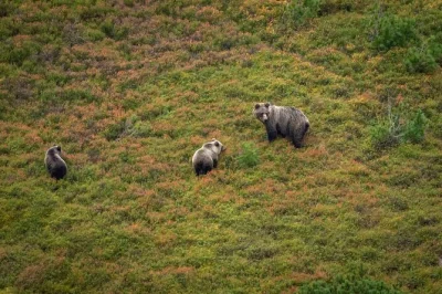 Feel the wild side of slovakia on a guided bear watching hike in the high tatras, with a local wildlife expert, binoculars, and real bear encounter tips.