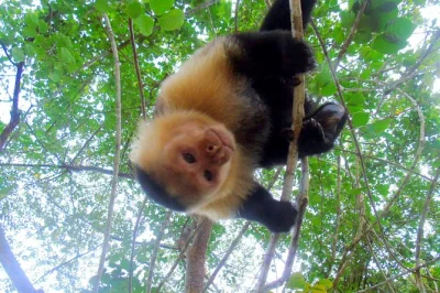 Watch monkeys, sloths & tropical birds on gatun lake near panama city. small group boat tour with hotel pickup, local guide, and up-close wildlife encounters.