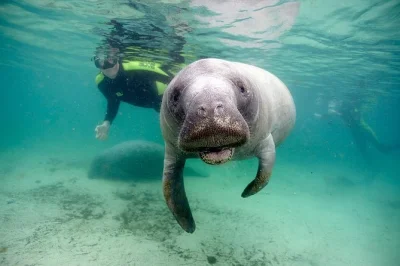 Nagez avec les lamantins de floride à crystal river lors d’une sortie privée en bateau jusqu’à 6 personnes, avec combinaisons, boissons chaudes et photographe sous-marin inclus. réservez direc