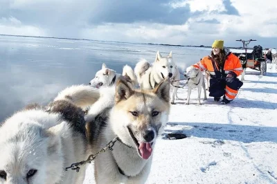 Vivez l’aventure du traîneau à chiens près de reykjavík, rencontrez des chiens groenlandais rares et glissez à travers les paysages sauvages d’islande. balade de 35 minutes avec option prise 