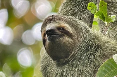 Manuel antonio, faune proche et plages sauvages. balade guidée pour voir paresseux et singes, photos via lunette swarovski, option transport incluse.