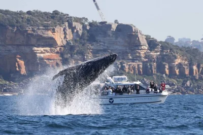 Partez en bateau à sydney pour observer les baleines en petit groupe avec un équipage expert et profitez d’une vue imprenable sur les baleines à bosse en migration. tout compris.