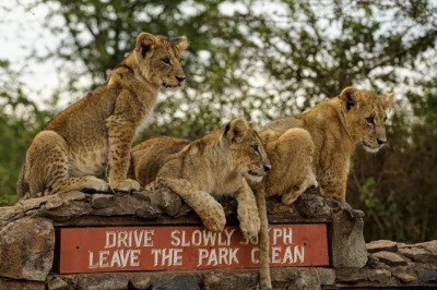 Découvrez en une journée le parc national de nairobi, le centre des girafes et le musée karen blixen. faune sauvage, culture locale et histoire avec prise en charge à l’hôtel.
