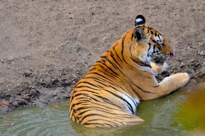 Spot blackbucks at guindy national park, see giant crocs at madras crocodile bank, and explore vandalur zoo—all with a guide, lunch, and private car. book now.