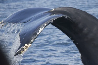 Isla terceira, azores: avistamiento de delfines y ballenas con guías locales y garantía de avistamiento. incluye equipo de seguridad para una experiencia segura y única.