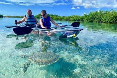 Watch turtles, sharks & more beneath your kayak on this guided mangrove tour. includes all gear, bottled water & local guide. book for a real marine adventure.