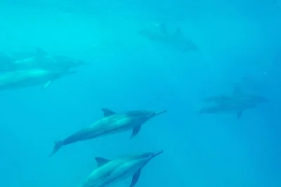 Siente la brisa marina mientras haces snorkel en la bahía kealakekua, avista delfines o ballenas, explora cuevas marinas y disfruta un almuerzo en catamarán con guía y equipo incluido.