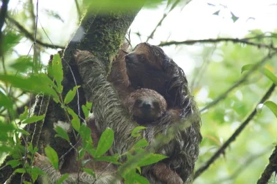 Scopri bradipi, uccelli colorati e rane nella foresta pluviale di la fortuna con una guida locale—partenze flessibili e passeggiata tranquilla adatta a tutta la famiglia.