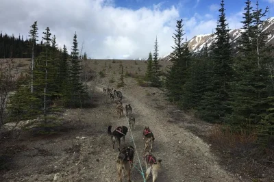 Feel the rush of a sled dog ride in the yukon, meet mushers, pan for real gold, and catch wild waterfalls—includes pickup from skagway or your ship.