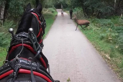 Découvrez killarney en jaunting car, petit groupe, à travers les parcs, arrêts au bord des lacs, avec un guide local qui raconte des histoires—prise en charge incluse.