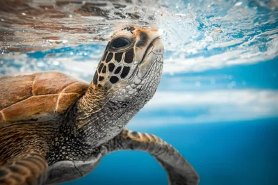 Feel the thrill of swimming with turtles in rarotonga, snorkel vibrant reefs, and enjoy local fruit after your guided tour. includes gear, photos & secure storage.