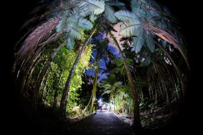 Step into cairns botanic gardens after dark for a night walk with a macro photographer, hands-on camera tips, and close encounters with frogs, insects, and fungi. small groups.