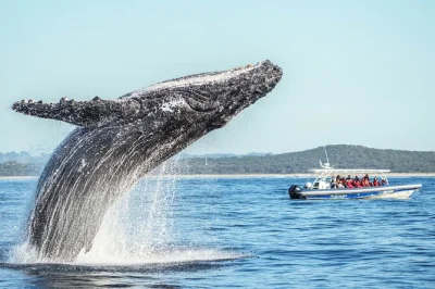Découvrez les baleines à bosse de près lors d’une croisière à byron bay, accompagnée d’un biologiste marin. prise en charge à ballina, commentaires en direct et photos offertes.