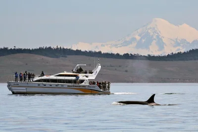 Découvrez baleines, lions de mer et aigles lors d’une croisière nature à victoria avec guides naturalistes. prise en charge à l’hôtel, bateaux ouverts ou semi-couverts, et commentaires en dir