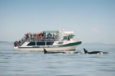 Embarquez à victoria pour une sortie d’observation des baleines à bord d’un bateau couvert, guidée par des biologistes marins, avec confort intérieur, ponts panoramiques et boissons chaudes of