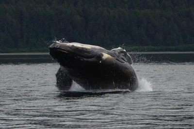 Disfruta del avistamiento de ballenas en icy strait, alaska, en un grupo reducido, con avistamientos garantizados y asientos con ventana para todos. incluye traslados y horarios flexibles.
