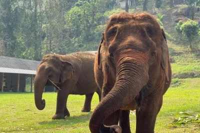 Share a half-day with rescued elephants at ran-tong in chiang mai, walk beside them, help with feeding, and enjoy a thai lunch. includes hotel pickup and mahout clothing.