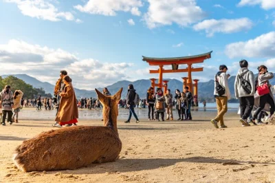 Scopri hiroshima e il suo peace memorial, attraversa in traghetto l’isola di miyajima per visitare il santuario itsukushima e passeggia tra le vie storiche con una guida locale, tutto in un solo gio