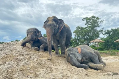 Feed elephants in phuket, walk alongside them to a mud spa and river, hear their stories from local guides, and enjoy pickup for groups. book your spot today.