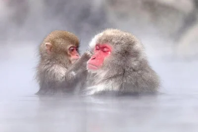 Explore o templo zenko-ji, prove saquê com os locais e veja os macacos da neve relaxando nas fontes termais neste passeio de um dia em nagano. inclui almoço, entradas e guia.