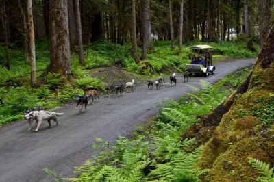 Sinta a emoção de um passeio de trenó na floresta de juneau, conheça huskies do iditarod e aproveite para brincar com filhotes. inclui transporte do mt. roberts tram para começar fácil.