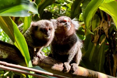 Descubre la selva de tijuca en río con una caminata en grupo pequeño: cascadas, cuevas, animales y vistas increíbles. incluye recogida y guía experto.