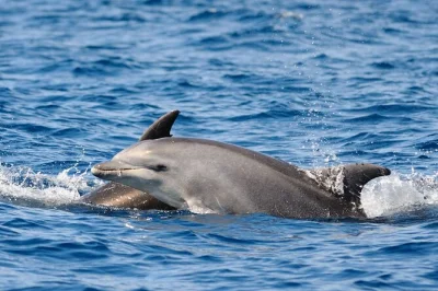 Découvrez les dauphins près d'anna maria island, observez tortues de mer et aigles, et naviguez avec un guide local. tour de 2h avec conseils d’experts nature.