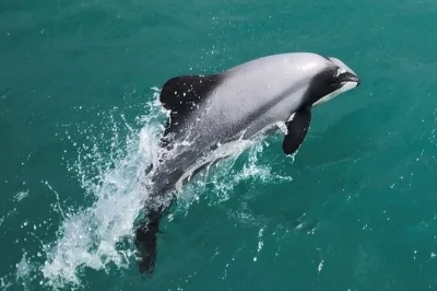 Feel the sea breeze on akaroa harbour, spot rare hector’s dolphins, penguins & fur seals, and hear local stories from your skipper. includes hot drinks & postcard.