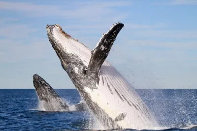 Feel the thrill of spotting humpback whales off newcastle’s coast, guided by local experts. small group boat tour with wildlife guide, weatherproof jackets, and flexible departures.