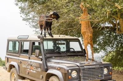 Scopri il lato selvaggio di creta con un safari in land rover da heraklion, assaggia il raki a kastamonitsa e gusta un pranzo tipico in una taverna di lassithi. include pick-up e vino.