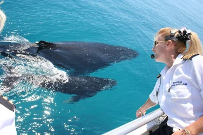 Feel the thrill of humpback whales up close in moreton bay on a brisbane cruise, with gourmet lunch, live commentary, and guaranteed sightings. pickup available.