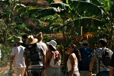 Gran canaria, europas nördlichste kaffeeplantage erleben, seltene tropenfrüchte probieren und mit einem lokalen guide unterwegs sein. inklusive rabatt auf fruchtkäufe.