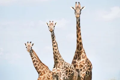 Feel the wild rhythm of tanzania on a 7-day serengeti & ngorongoro safari, with private lodge stays, off-track lake natron drive, and local guide-led wildlife walks.