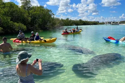 Découvrez estero bay en kayak transparent ou paddle, observez les dauphins et explorez les tunnels de mangroves cachés. matériel complet inclus pour une aventure en toute liberté.