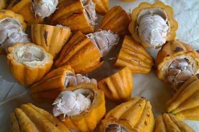 Scopri i giardini botanici di princeville a kauai con una guida locale, assaggia cioccolato artigianale, miele di giardino e frutta fresca, tutto con degustazioni incluse.