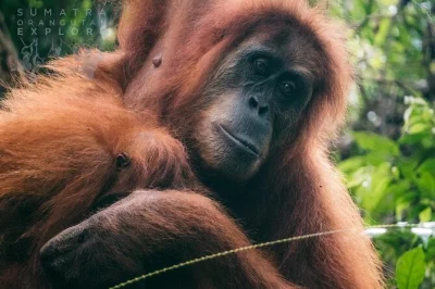 Wake up to sumatran rainforest sounds, trek with guides, spot orangutans, and float back to bukit lawang by river tubing. includes meals, permits, and camping gear.