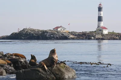 Découvrez la faune marine de victoria lors d’une sortie en bateau avec des guides locaux. observez orques, phoques, lions de mer et aigles dans la mer de salish. toilettes à bord et soutien à la 