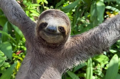 Manuel antonio, tra scimmie e bradipi da vicino, passeggiate nella natura con guida locale e relax sulle spiagge di sabbia bianca. include foto e bevande.