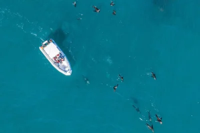Vivi la brezza dell’atlantico con un tour in barca alla scoperta della fauna marina a città del capo. incontra delfini, foche e altro con uno skipper locale esperto. include 2 ore di navigazione e 