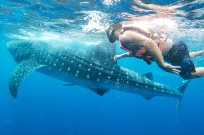 Nagez avec les requins-baleines près d’isla mujeres et cancún, observez les dauphins, profitez d’un déjeuner léger et faites du snorkeling avec un guide local. transport et matériel inclus.