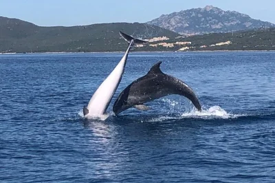 Feel the excitement of dolphin watching near golfo aranci, cruise around figarolo island, and enjoy a snack on board. includes local guide and drinks.
