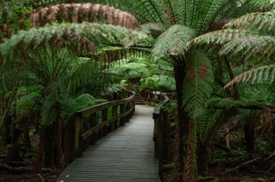 Feel the cool air of hastings caves, walk above ancient trees at tahune airwalk, and taste cider on a full-day tour from hobart with hotel pickup included.