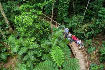 Start your daintree rainforest day trip from cairns or port douglas. includes river cruise, guided rainforest walk, cape tribulation beach stroll, lunch, and local ice cream.