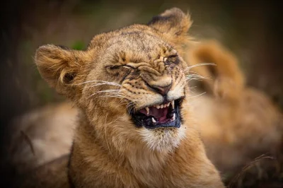 Wake up to wild nairobi—see lions, giraffes & rhinos on a 4x4 game drive, visit the maasai market, and try your hand at bead-making. includes hotel pickup.